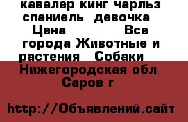  кавалер кинг чарльз спаниель -девочка › Цена ­ 45 000 - Все города Животные и растения » Собаки   . Нижегородская обл.,Саров г.